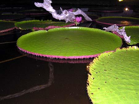 1993 Br�sil. Amazonie